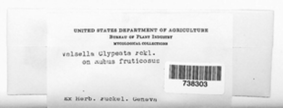 Cytospora clypeata image